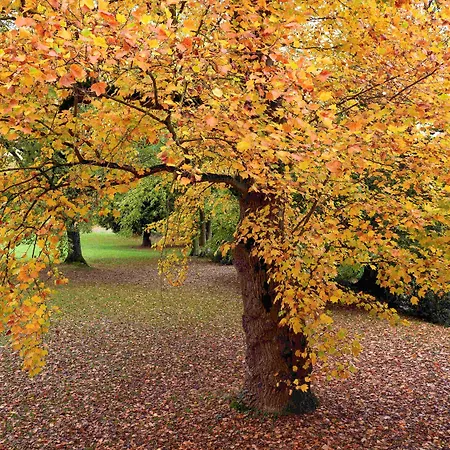 Hotel Novotel Domaine De - Paris Val-d'oise Maffliers